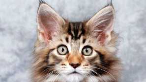 Kako očistiti ušesa mačke doma in v kakšnih primerih je postopek potreben?